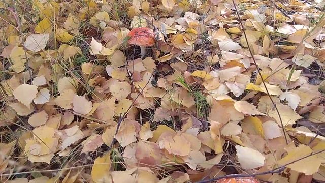 2e009bd6dd07c2143dec45662f95861e