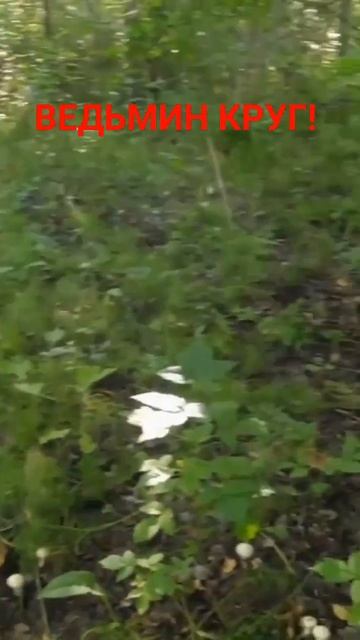 ВЕДЬМИН КРУГ! МИСТИЧЕСКОЕ МЕСТО! ГРИБЫ СИБИРИ. 🍄🌳