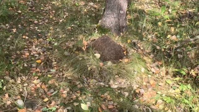 Роща муравейников и осенний  подберезовик. Наслаждаемся бабьем летом!