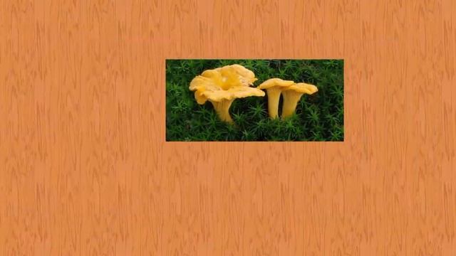 Карточки Домана Часть 12 Гриби!