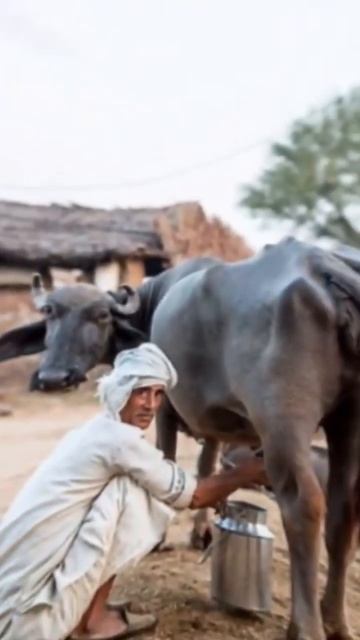 #science #urdu #hindi #milk