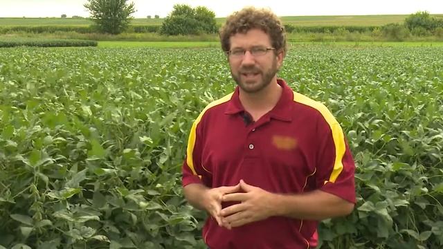 Identifying Septoria Leaf Spot In Soybeans
