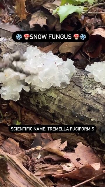Snow Fungus -Found Rare Jelly Fungi While Foraging!
