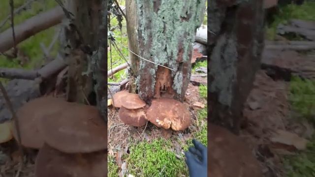 свинуха толстая