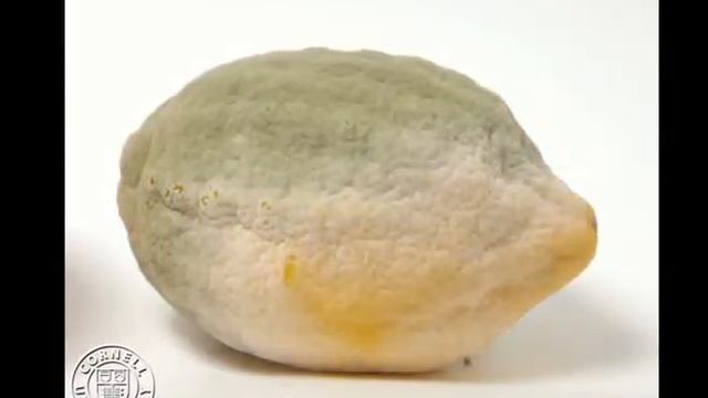 Liimonda Penicillium Digitatum