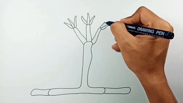 How To Draw Penicillium