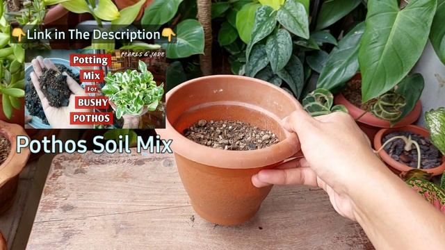 EXPERTS TRICK To Make A Plant BUSHY // Bushy Money Plant Trick