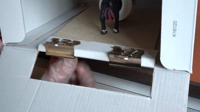 Unboxing Bos Saccharomyces Boulardii