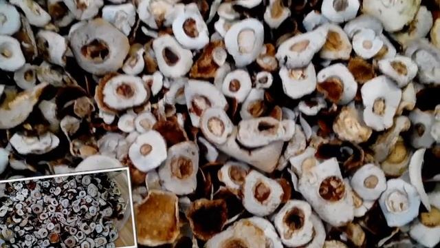 Грибы шапочки