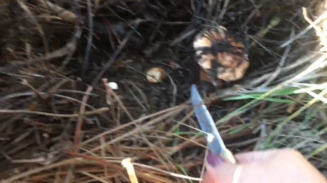 Как собираем горчак.С любовью из Крыма 🥰❤️😍👍🎄🌲🌹