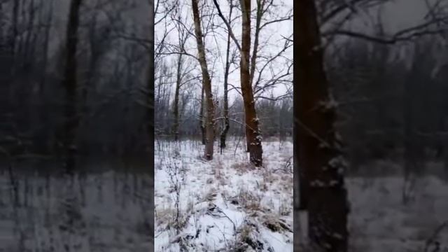 Зимний Урюпинский лес (моё личное стихотворение)