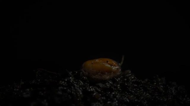 Радиотранс-Земля в огне (1996)