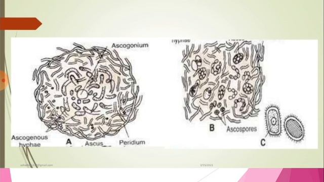Genus Penicillium Part-2 Systematic P./ General Character/ MSc. BS/ College F.Sc Latest Lectures