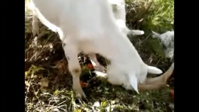 Очень вкусно