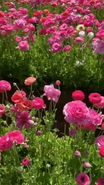 Как хочется проснуться в мирном Мире/автор Елена Камнева #лирикадуши #поэзия #мир