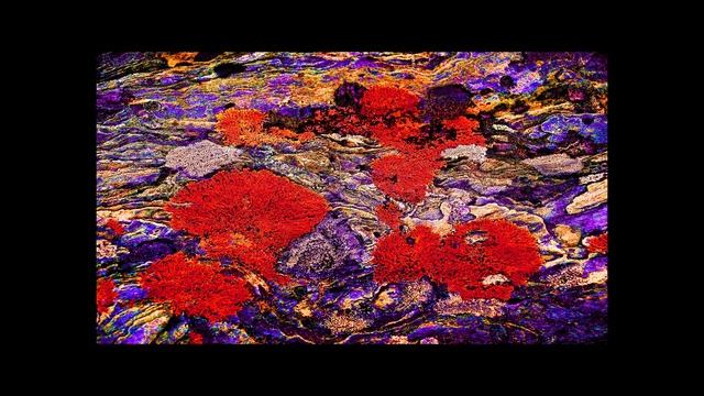 Entropy Gallery - LICHEN