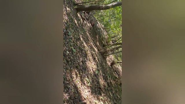 Тихая охота.Наша миссия найти опят выполнена.В лесу так много интересных грибов.