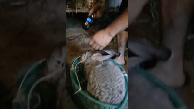 Ризен кролик