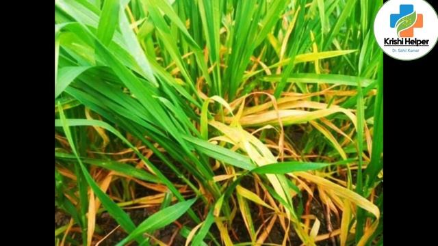 Leaf And Glume Blotch In Wheat।wheat Brown Leaf Problem। गेहूं की पत्तियों का खराब होने का कारण।