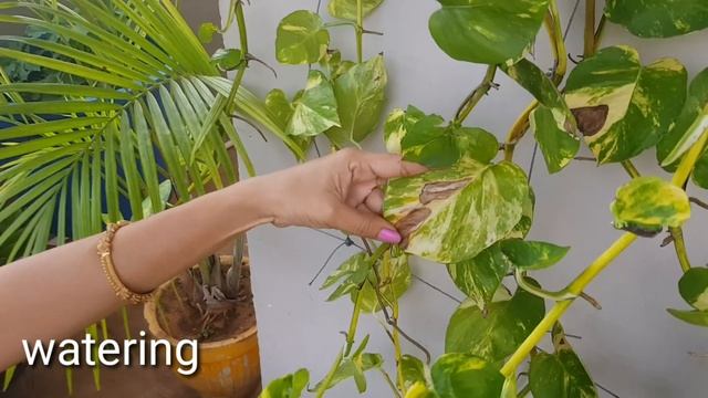 6 Tips For Healthy And Beautiful Money Plant (pothos)మనీ ప్లాంట్ బాగా పెరగాలంటే. #moneyplant #potho