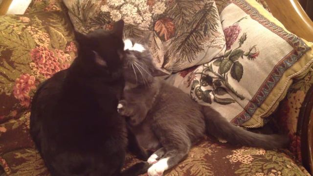 Марс и Кеша , дорога дружбы)), часть 1