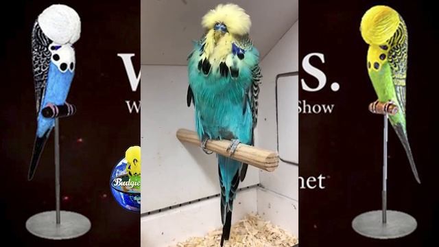 World Online Budgie Show Inscription 49 WOBS Budgie Planet 2021