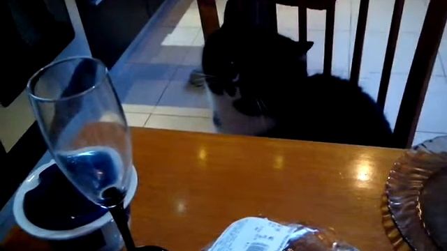 кот Володя  есть хочу!