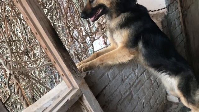 New Pet Agaya | New Vlog