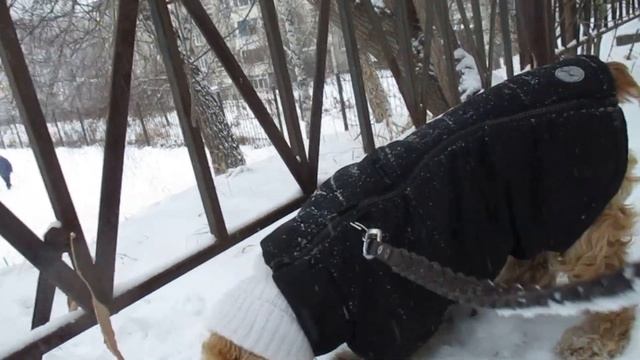 Затмение не увидели..... Завтра на стрижку.#кокерляля  #dog