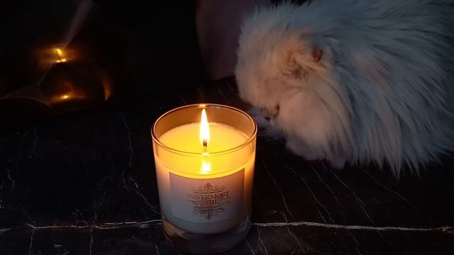 0dfaca7801193056a61ca2e698ee8cd5