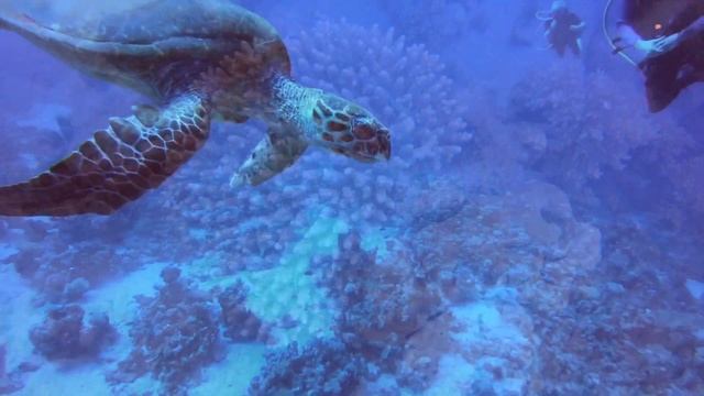 Diving @ #WadiLahamy.