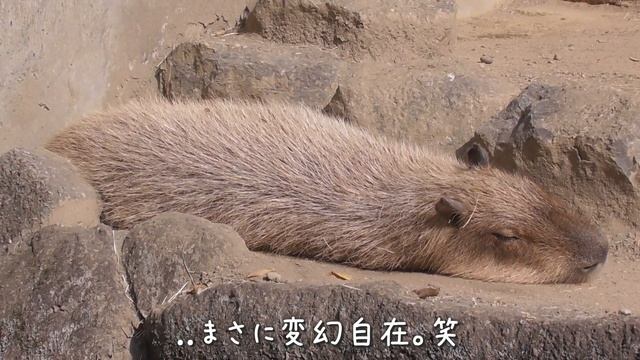 カピバラさんを食べないで... 🐾 浜松市動物園はまZOO