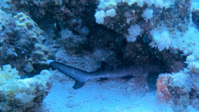 Red See, Egypt | Coraya Divers Brayka Bay | Diving | Baby Sharks, Stingray, Squid | GoPro Underwate