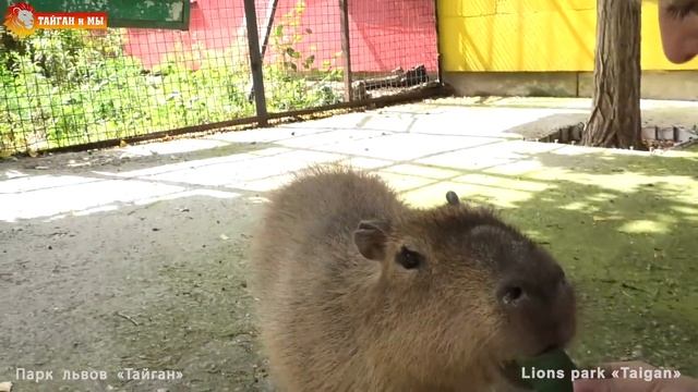 Милый Капитошка - самое доброе существо на планете. Тайган. Capybara In Taigan