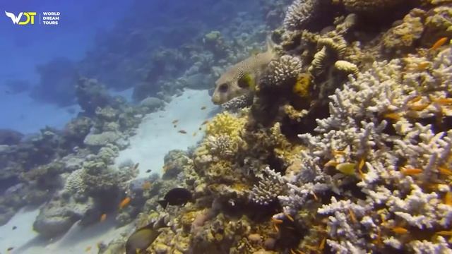 Movenpick Resort El Quseir