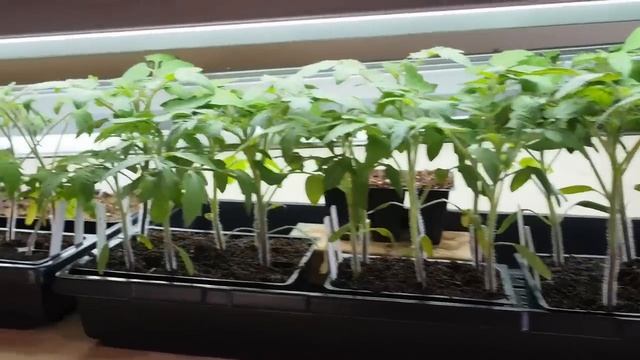 Growing Tomatoes From Seed