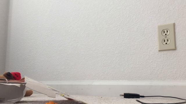 Wild Pets Spider Unboxing