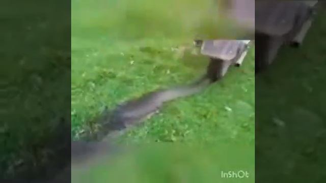 F39af17622eff11b168f496e427e7421