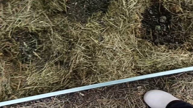 15 мая 2024г.Мой дом.Посеяла газон из клевера.