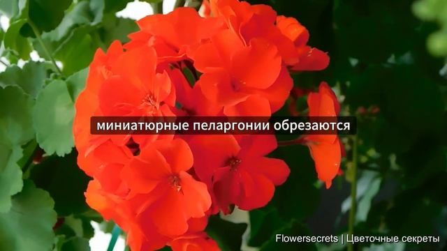 ГЕРАНЬ: СЕКРЕТЫ ЗДОРОВОГО РОСТА И ЦВЕТЕНИЯ. Обрезка, полив, подкормка, размножение | Flowersecrets
