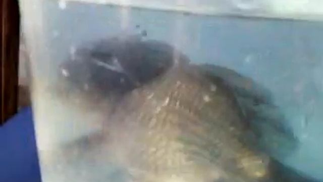 ORANDA RECUPERANDOSE