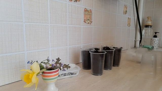 РАБОЧИЕ БУДНИ МАМЫ😊ФИКС ПРАЙС👍ПОКУПКИ🛍ОГОРОДНЫЕ ХЛОПОТЫ🌱РАССАДА🌿ГОТОВИМ УЖИН🥘УБОРКА В ВАННОЙ🌛