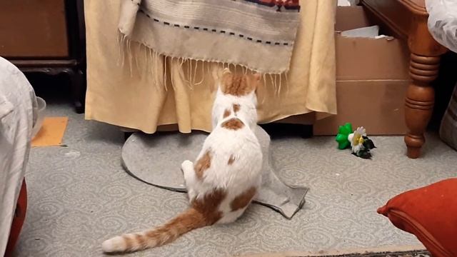 Марси дразнит Викусю))) 24 января 2022 г.