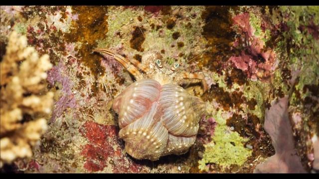 Nachttauchgang Video Marsa Alam 2021 2022 / Panasonic GH5 MK2 Nauticam Underwater