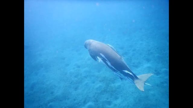 Iberotel Costa Mares,My Beloved Friend,May 2021!