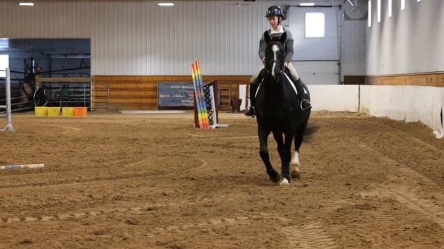 Neptune 2018, 17.1hh Black Don Quixote X Widukind Gelding For Sale