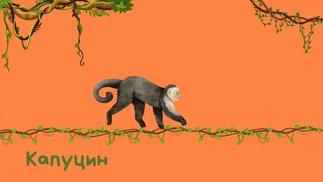 Изучаем животных | Обезьяны для детей