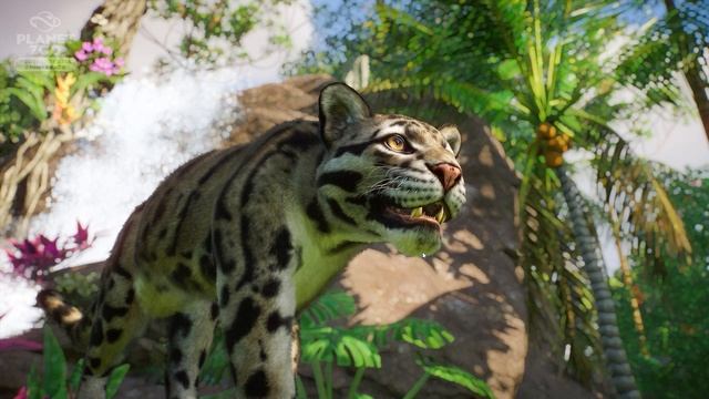 ▶ Planet Zoo Sun Bear, Clouded Leopard & Proboscis Monkey | Southeast Asia Animal Pack