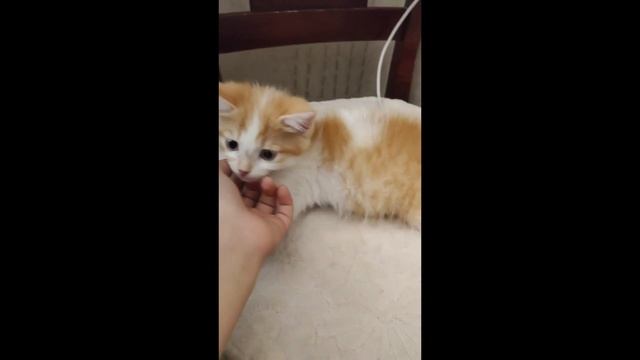 САМЫЙ МИЛЫЙ КОТЁНОК