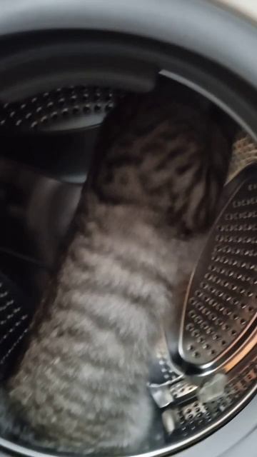 Саймон в космосе 😍 #кот #кошка #котики #смешныекотики #cat #cats #приколыскотами